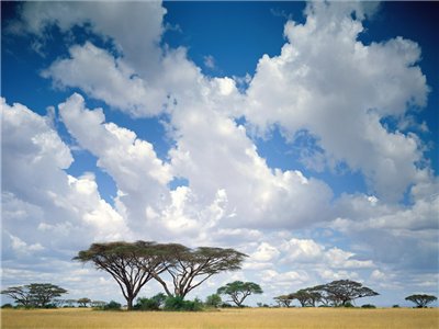 kenya virtual phone number